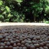 Valhalla Macadamia Project-Tour y desayuno en una finca ecológica de macadamia