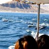 Pacífico Adventures-Coastal cruise in northern Peru