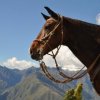 Perol Chico-2 Day Horseback ride to Cusco-Sacred Valley
