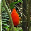 Iwokrama Canopy Walkway-Birdwatching from the Canopy Walkway in the Iwokrama forest