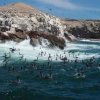 Secrets Of Peru-Islas Ballestas Marine Life Boat Tour