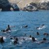Secrets Of Peru-Islas Ballestas Marine Life Boat Tour