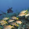 Autentica Cuba-Dive in to Cuba`s  most beautiful diving site at Varadero Beach