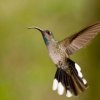 Finca Lerida -Bird Watching in Boquete\'s Tropical Forest