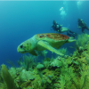 Belize Pro Dive Center-A Single Tank Dive around The Beautiful Island of San Pedro