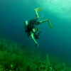 Belize Pro Dive Center-A Single Tank Dive around The Beautiful Island of San Pedro
