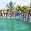 Waterland-swim with Dolphins at Waterland