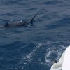 True Blue Sport Fishing-Sailfish fishing adventure in Grenada