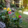 Hotel Camelias Inn-great little  hotel located in the heart of Antigua Guatemala