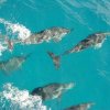 Perola Negra-Cruise the Brazilian waters on a Pirate Ship