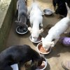 Animal Aware-¡Ayuda a parar el sufrimiento de perros y gatos en Guatemala!