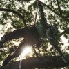 Tropical Tree Climbing-Full Day Tree Climbing in the Amazon Rainforest