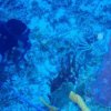 Scuba Mau-Enamorate de la belleza indiscutible de los arrecifes de coral de Cozumel