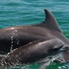 Wildlife Connection-Interactúa con delfines y vive una experiencia única en Puerto Vallarta