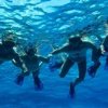 Tigers Adventures-Enjoy a fun snorkeling tour in Riviera Maya, Cozumel