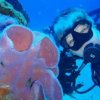 Dive With Cristina-Descubra el mundo del Buceo en Aguas Subtropicales
