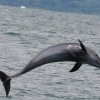 Dolphin Tour-Dolphins and Whales Watching Tour