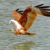 Birding Escapes-Watch over 887 different species of birds
