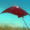 Ecomarine-Take an Open Water Diving Course