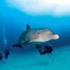 Anthony`s  Key Resort-Dolphin Swim & Snorkel