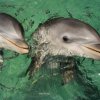 Anthony`s  Key Resort-Dolphin Swim & Snorkel