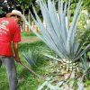 Hacienda Doña Engracia-Conozca el proceso para la fabricación de un excelente tequila