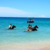 Caribe Horse Riding Club-Enjoy a Horseback Riding ride on the beaches of Puerto Viejo