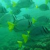 Deep Blue Diving-Great Diving Excursions in Playas del Coco