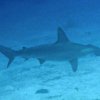 Reef Gliders-Diving with sharks on the reef around bay islands