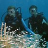 Reef Gliders-Diving with sharks on the reef around bay islands