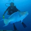 Reef Gliders-Diving with sharks on the reef around bay islands