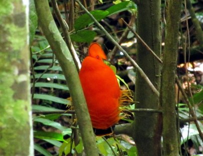 Iwokrama Canopy Walkway-Birdwatching from the Canopy Walkway in the Iwokrama forest