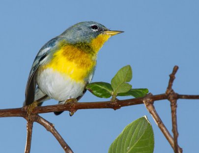 Wildside Nature Tours-Explora por 5 Días el hábitat de Aves Puertoriqueñas 