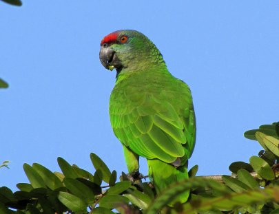 Iwokrama Canopy Walkway-Birdwatching from the Canopy Walkway in the Iwokrama forest