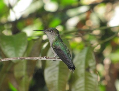 Iwokrama Canopy Walkway-Birdwatching from the Canopy Walkway in the Iwokrama forest