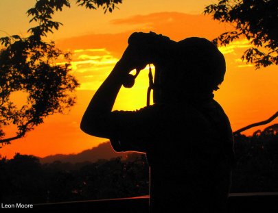 Iwokrama Canopy Walkway-Birdwatching from the Canopy Walkway in the Iwokrama forest