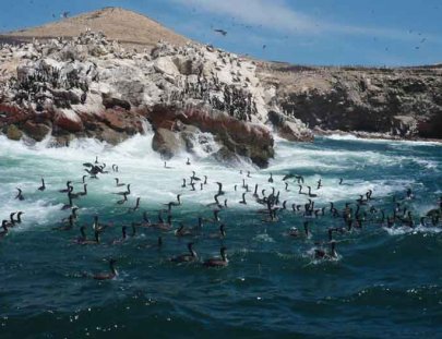 Secrets Of Peru-Islas Ballestas Marine Life Boat Tour
