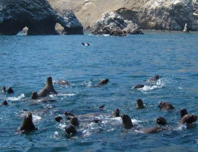 Secrets Of Peru-Islas Ballestas Marine Life Boat Tour