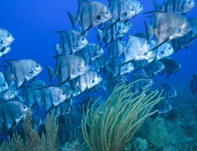 Autentica Cuba-Dive in to Cuba`s  most beautiful diving site at Varadero Beach