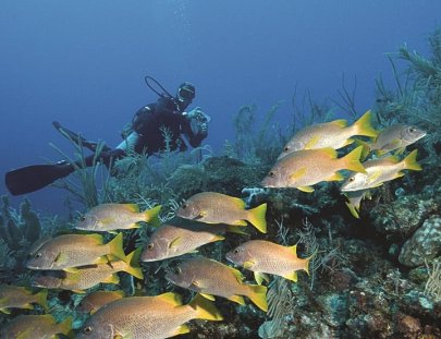 Autentica Cuba-Dive in to Cuba`s  most beautiful diving site at Varadero Beach
