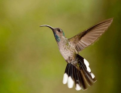 Finca Lerida -Bird Watching in Boquete\'s Tropical Forest