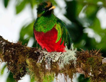 Finca Lerida -Bird Watching in Boquete\'s Tropical Forest