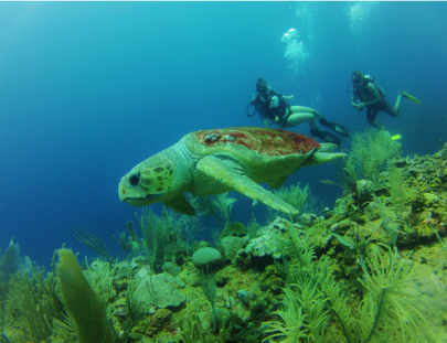 Belize Pro Dive Center-A Single Tank Dive around The Beautiful Island of San Pedro
