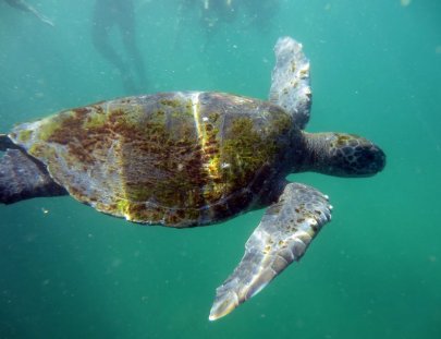 Spondylus Escuela De Buceo-Discover the passion of scuba