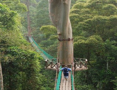 Walk through the treetops on a canopy walkway in the forest - INKATERRA