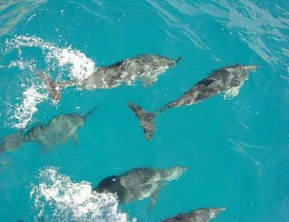 Perola Negra-Cruise the Brazilian waters on a Pirate Ship