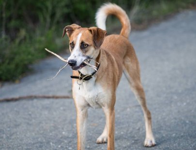 Animal Aware-¡Ayuda a parar el sufrimiento de perros y gatos en Guatemala!