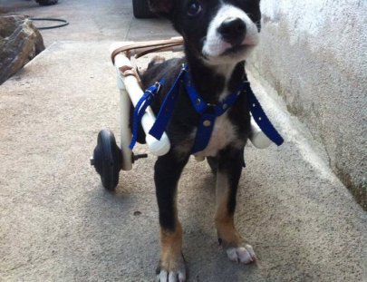 Animal Aware-¡Ayuda a parar el sufrimiento de perros y gatos en Guatemala!