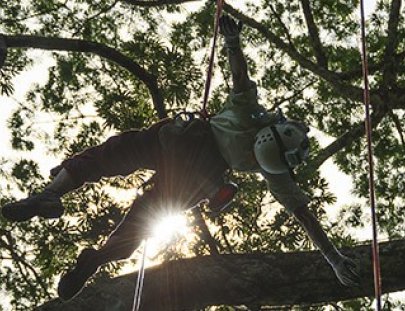 Tropical Tree Climbing-Full Day Tree Climbing in the Amazon Rainforest