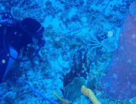 Scuba Mau-Enamorate de la belleza indiscutible de los arrecifes de coral de Cozumel